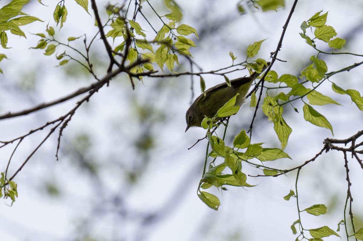 Orange-crowned Warbler - ML618163317