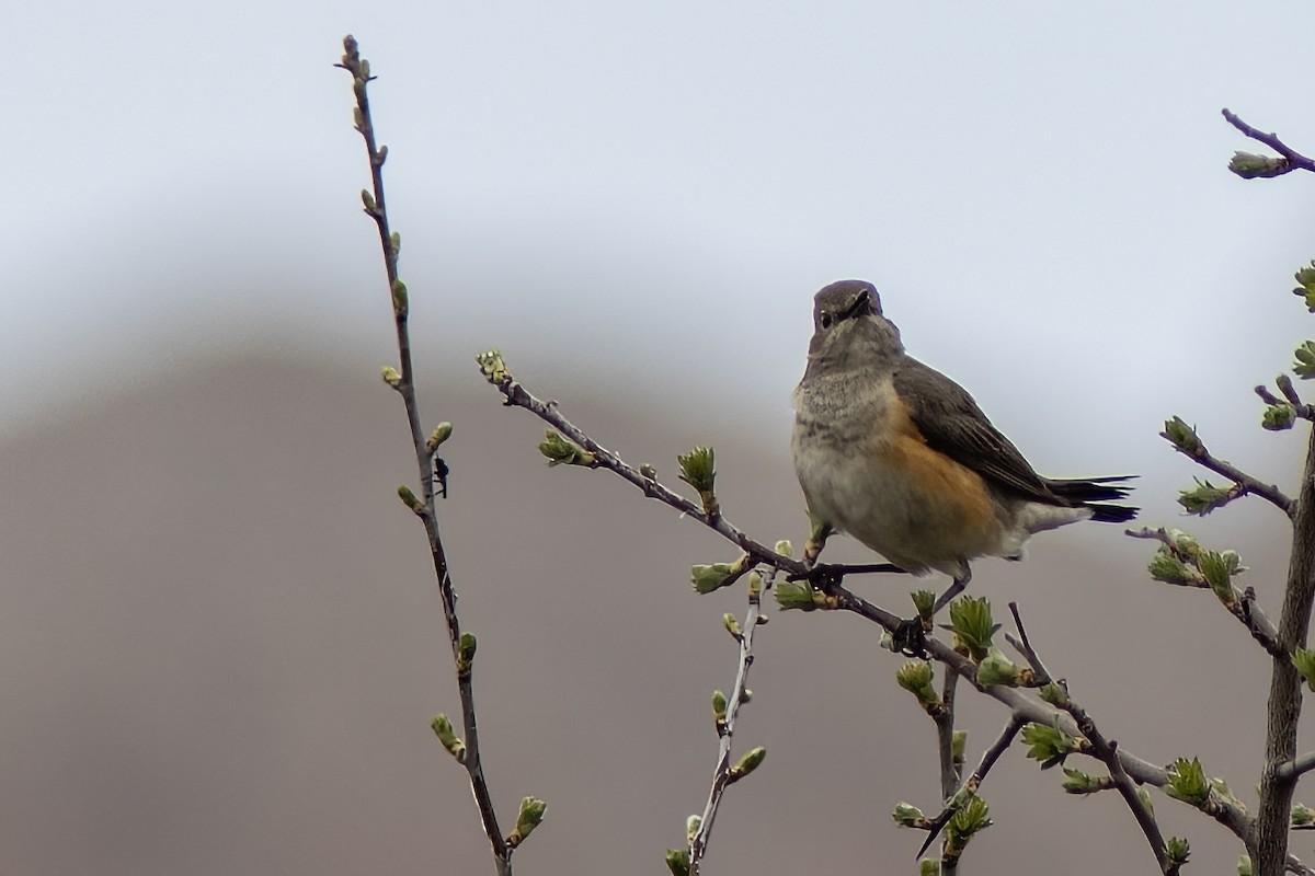 White-throated Robin - Volkan Donbaloglu