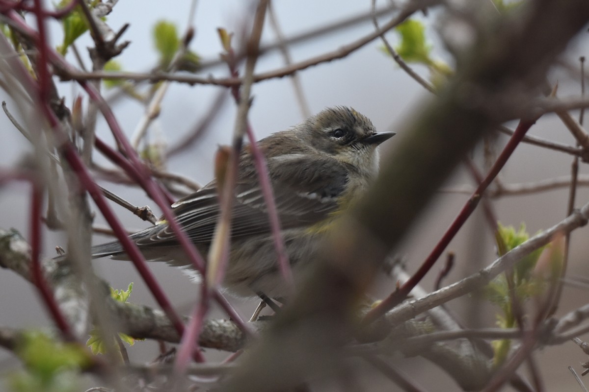 Yellow-rumped Warbler - Steve Czyzycki