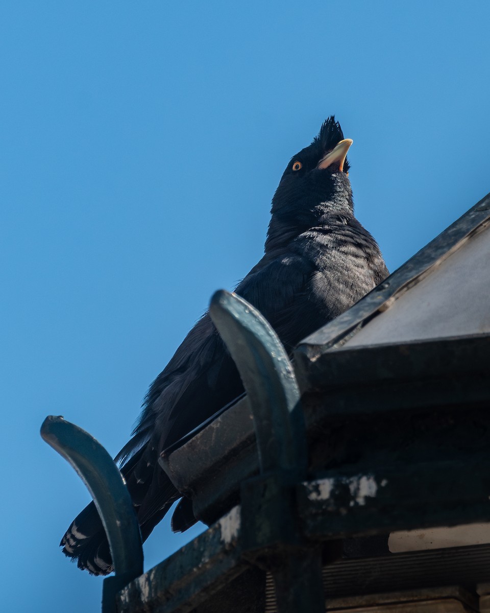 Crested Myna - Nicolas Mazzini