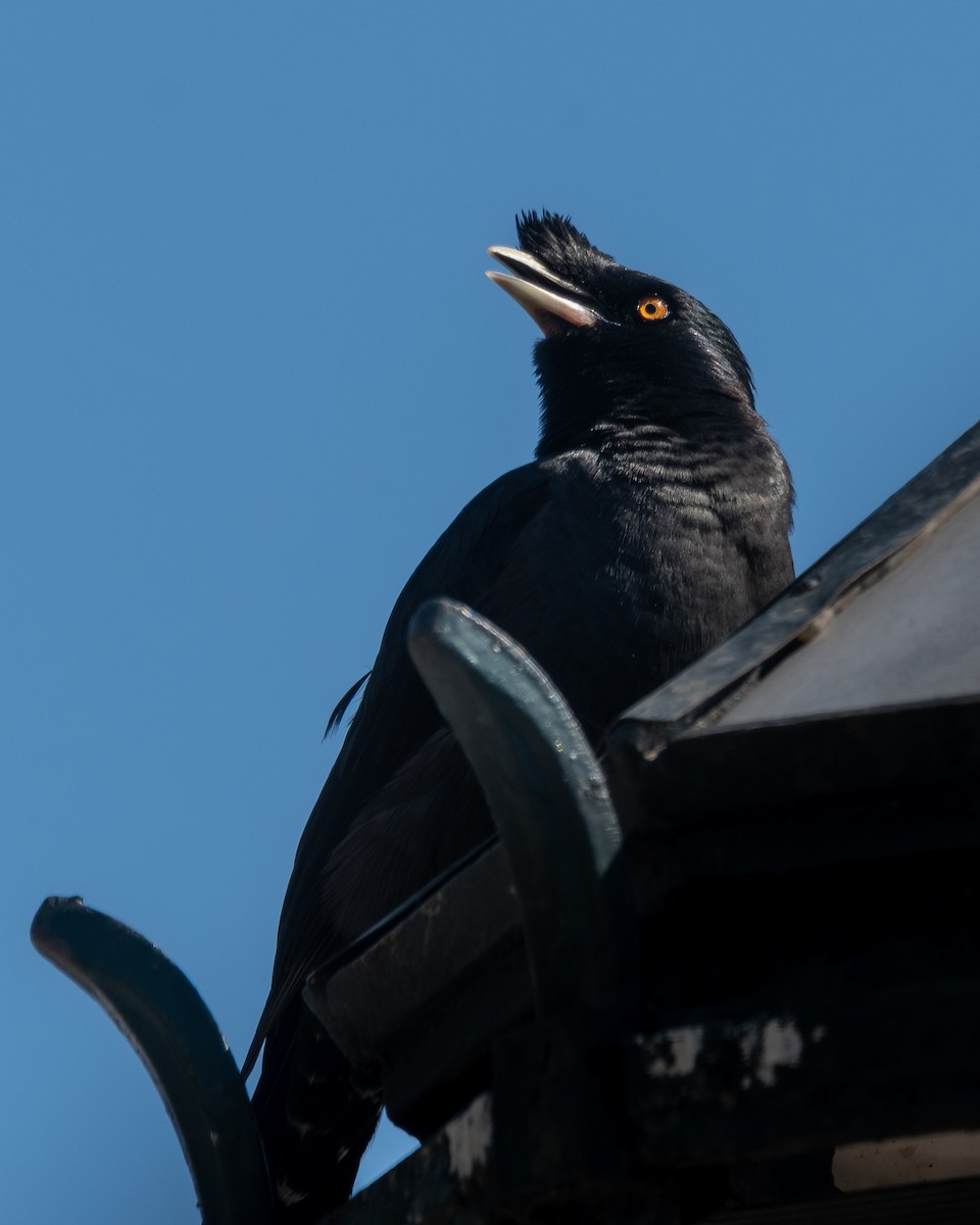 Crested Myna - Nicolas Mazzini