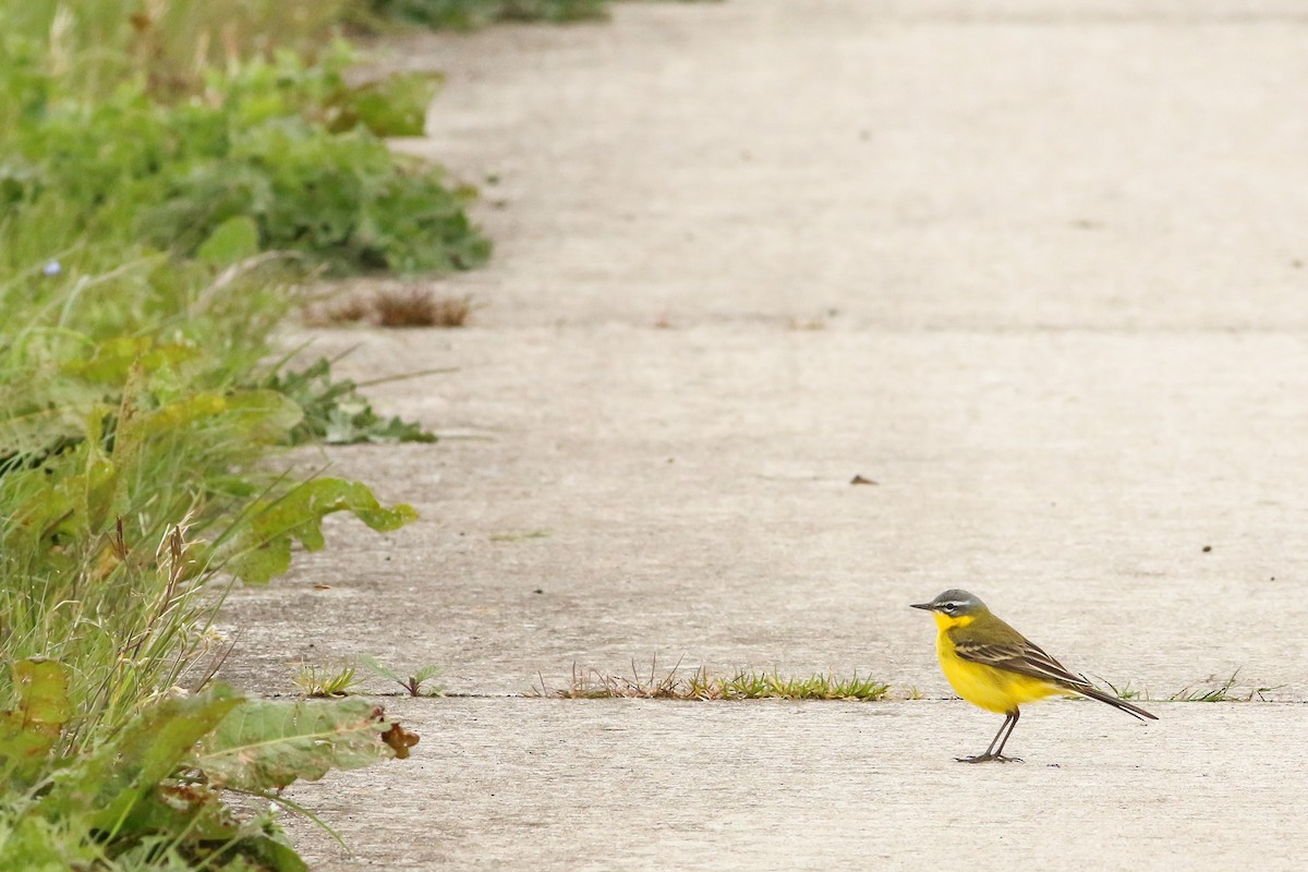 Western Yellow Wagtail - Daan van der Hoeven