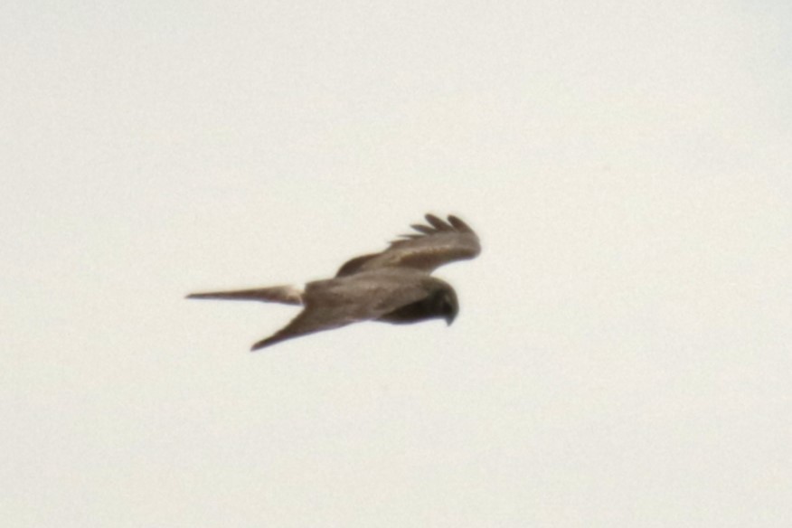 Hen Harrier - Jan Roedolf