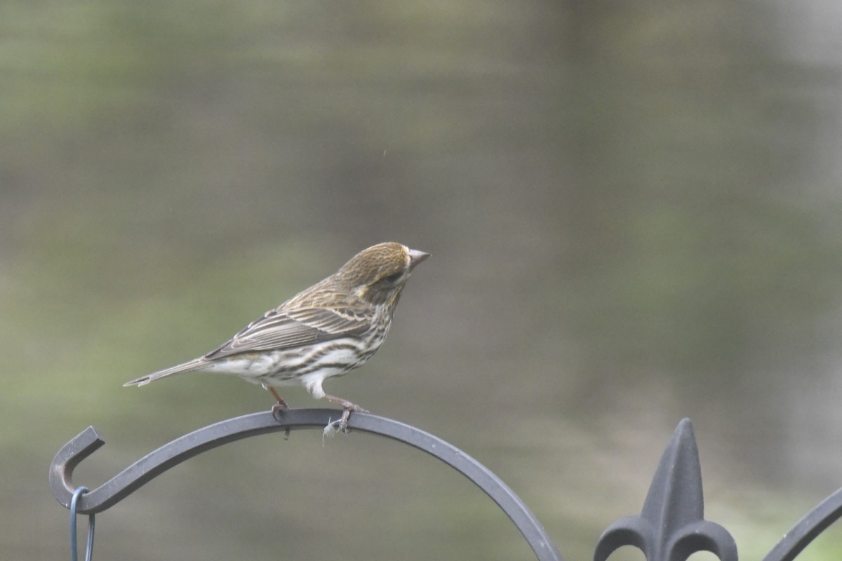 Purple Finch - Kazumi Ohira