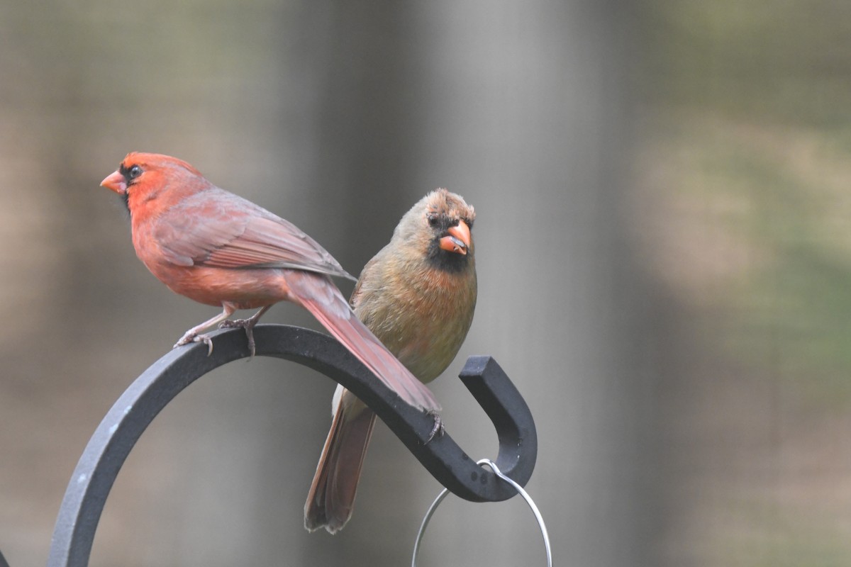 Northern Cardinal - Kazumi Ohira