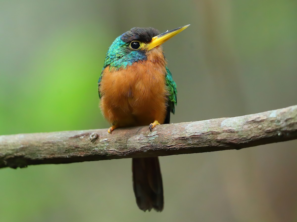 Blue-cheeked Jacamar