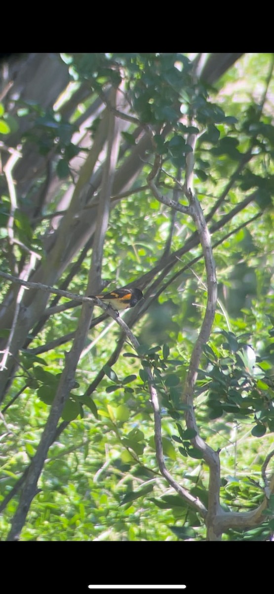 American Redstart - Melissa Collini