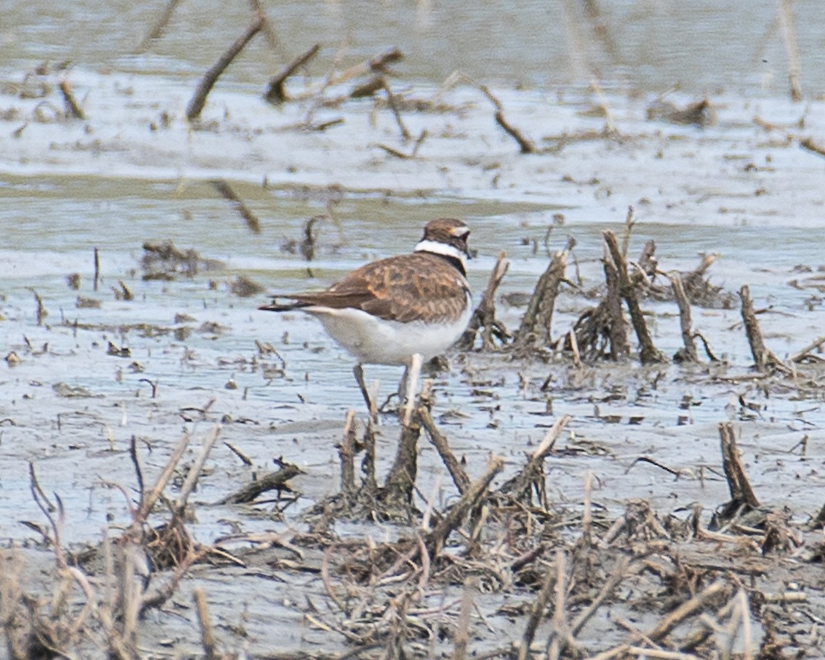 Killdeer - ML618163452