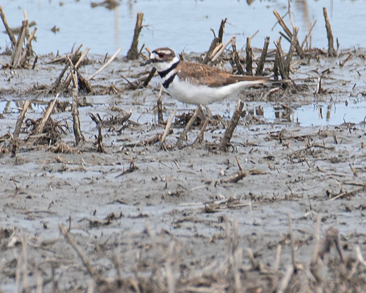 Killdeer - ML618163454