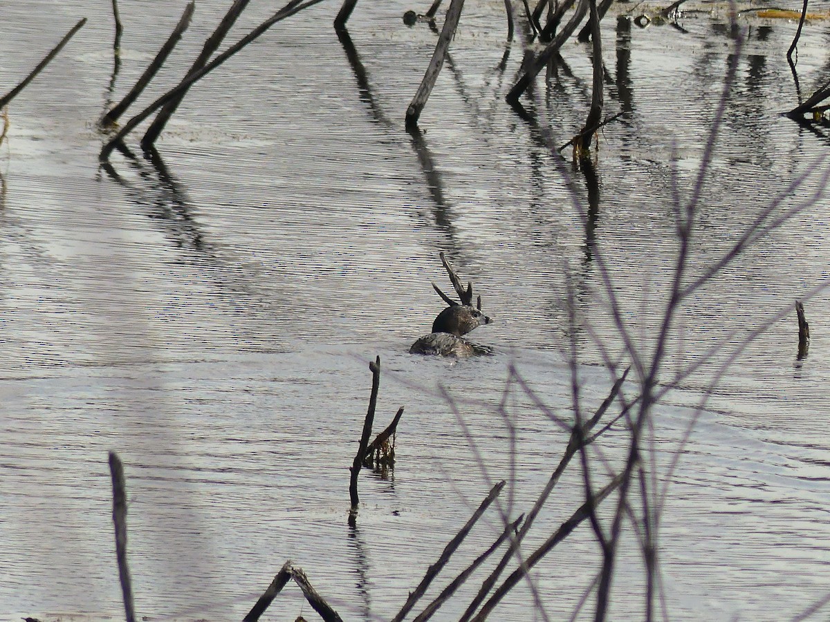 Pied-billed Grebe - André Labelle