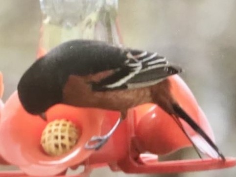 Orchard Oriole - ML618163505