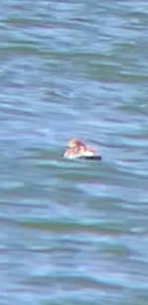 Long-tailed Duck - Katie L Smith