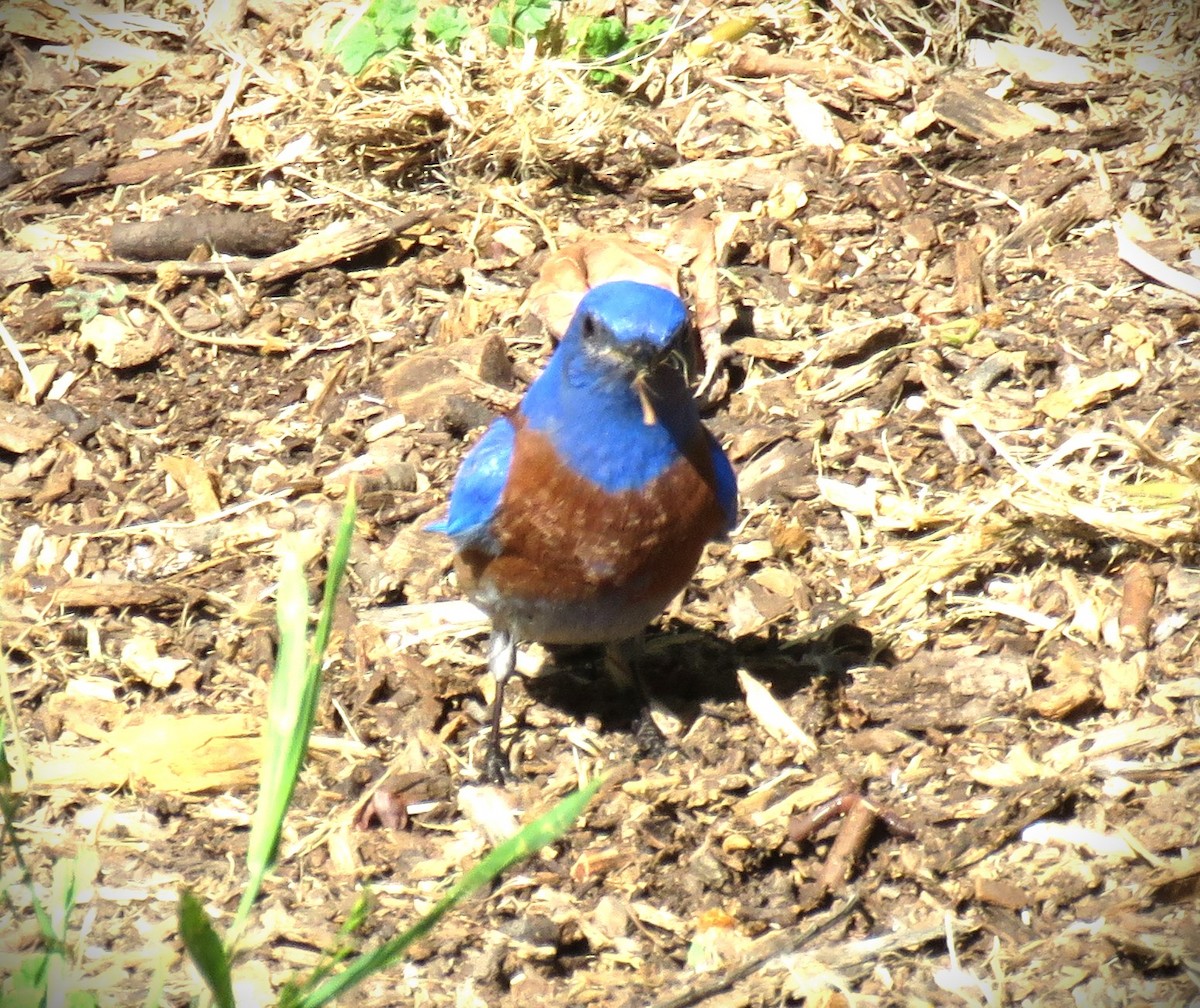 Western Bluebird - ML618163522