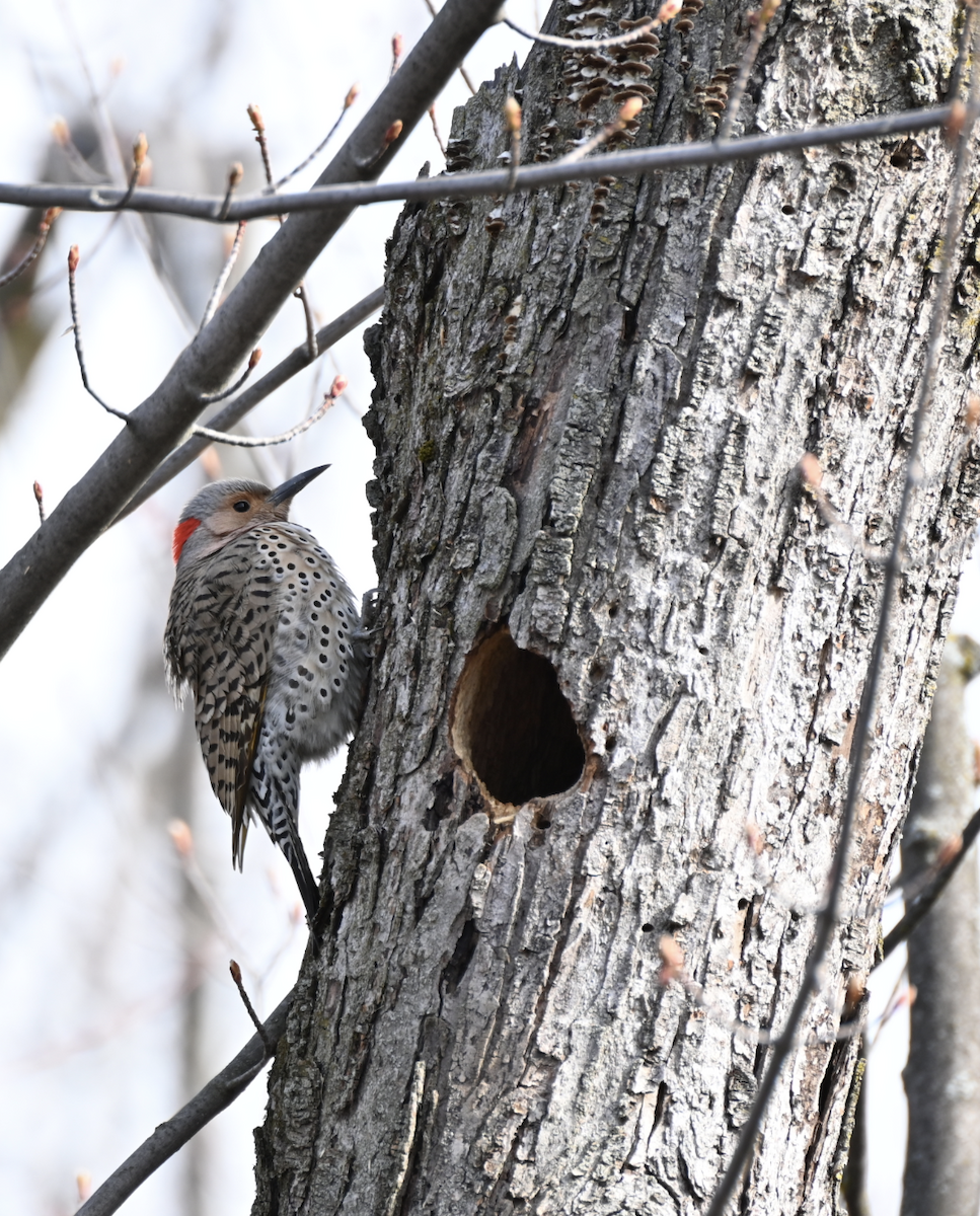 Northern Flicker - Sylvie Rioux