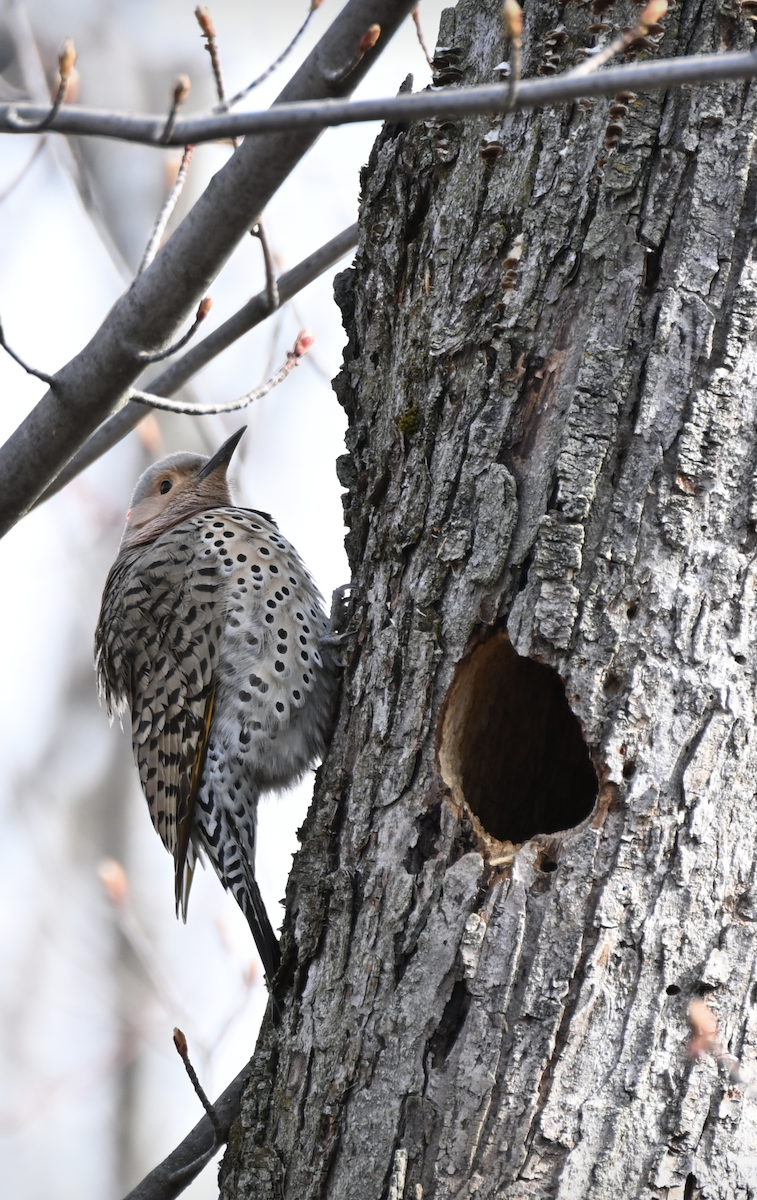 Northern Flicker - Sylvie Rioux