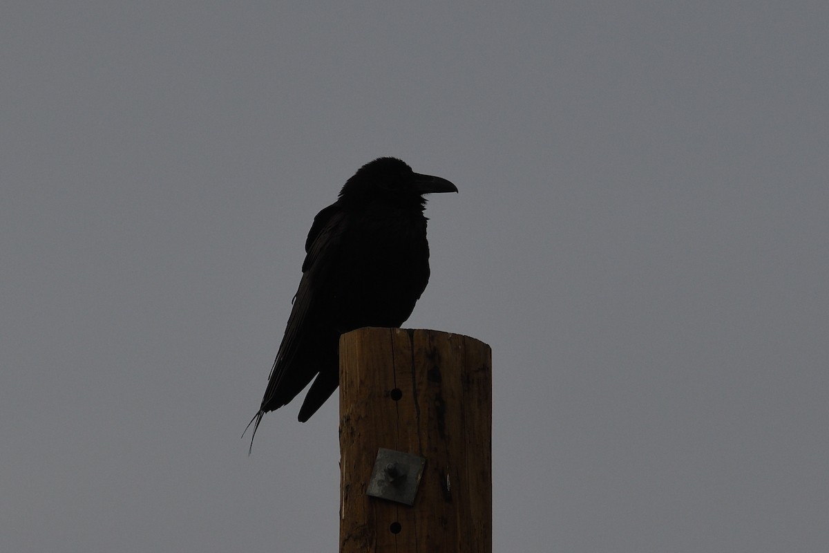 Chihuahuan Raven - Shane Carroll