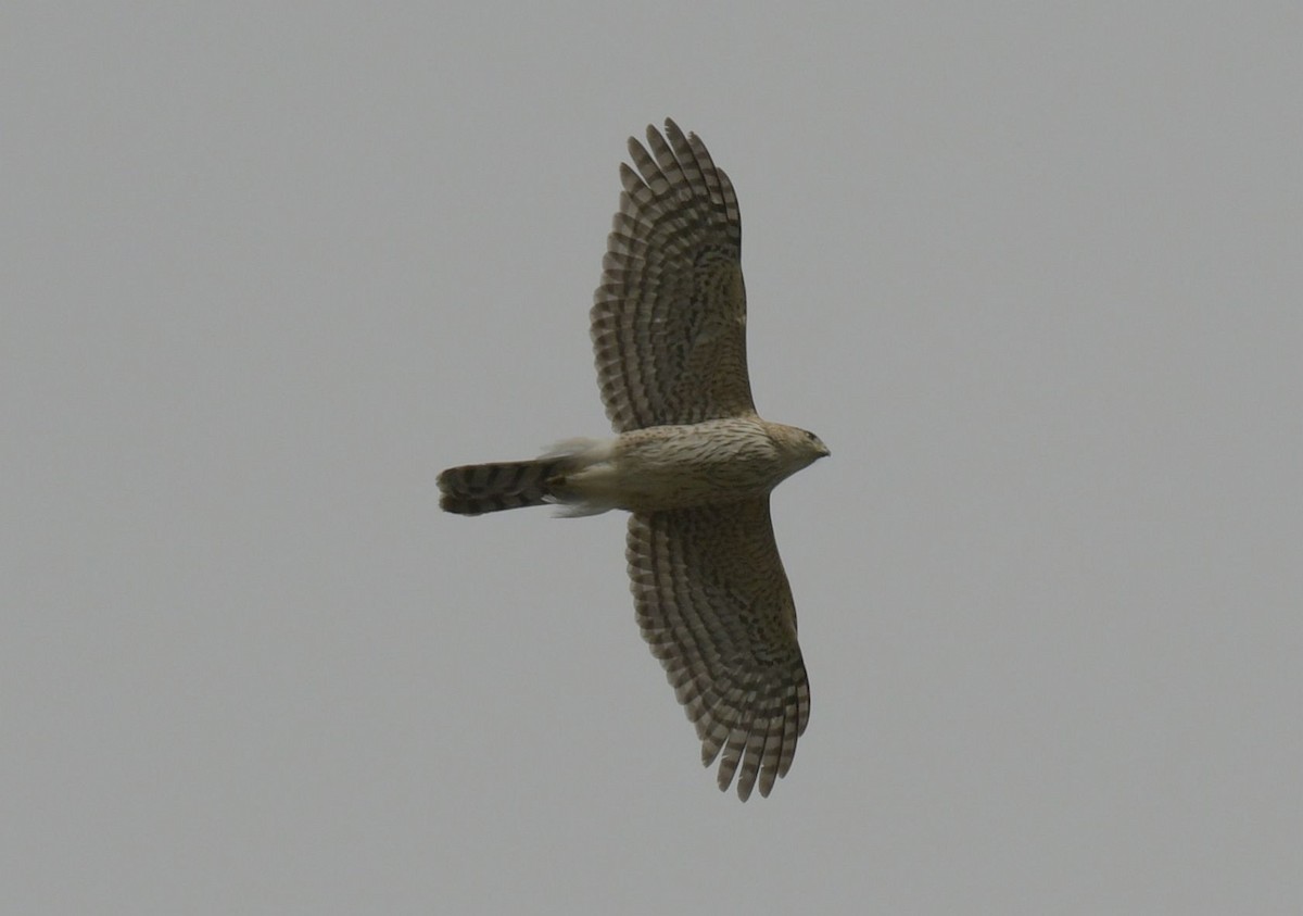 Cooper's Hawk - Ernest Crvich