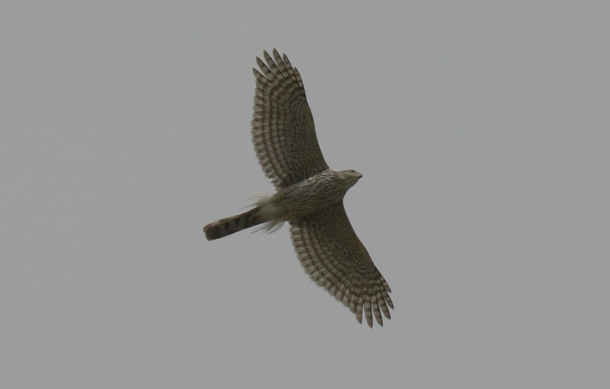 Cooper's Hawk - ML618163543