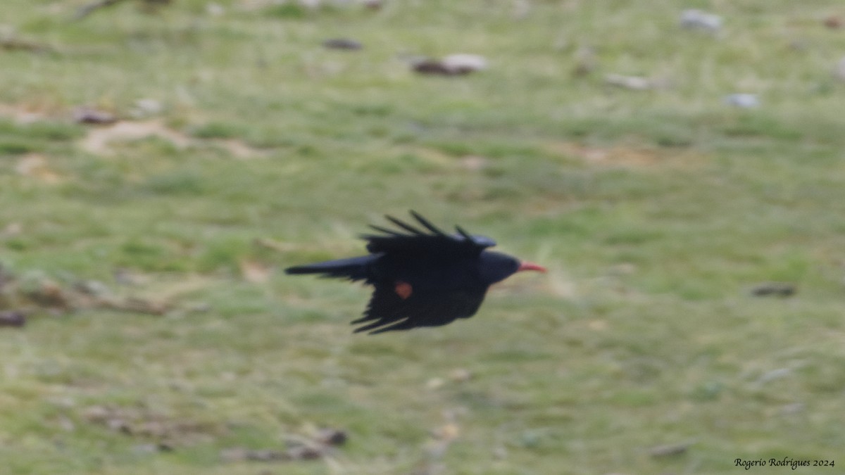 Red-billed Chough - Rogério Rodrigues