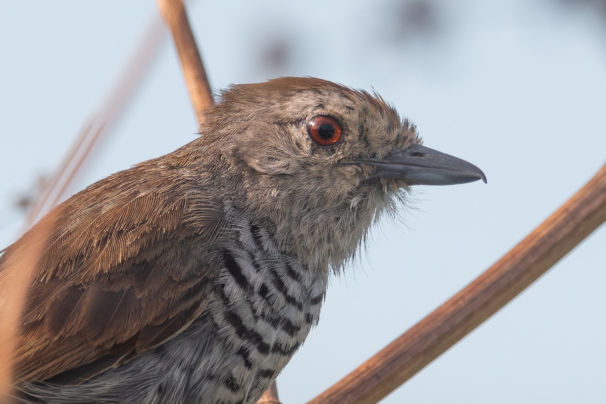 Rufous-capped Antshrike - Nicolas Mazzini