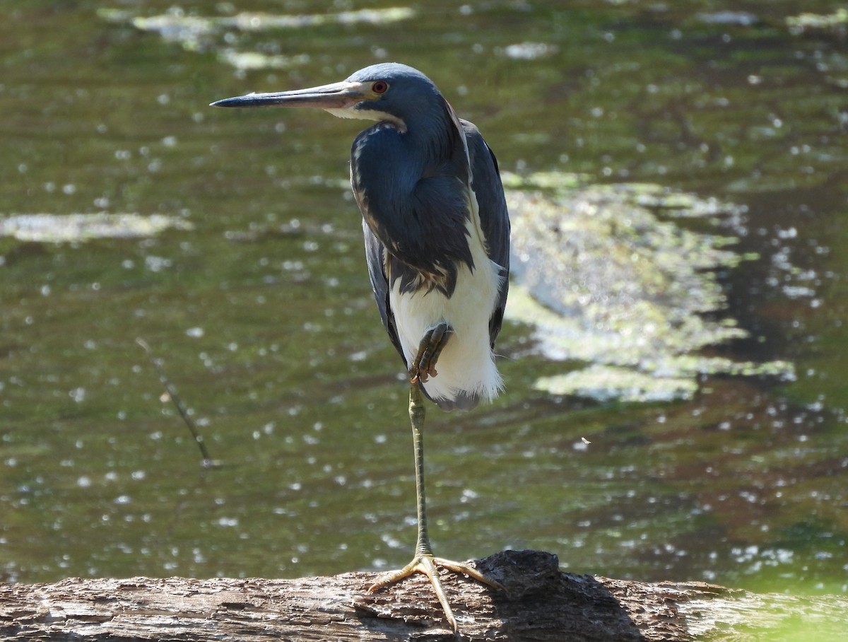 Tricolored Heron - Mark DiGiovanni