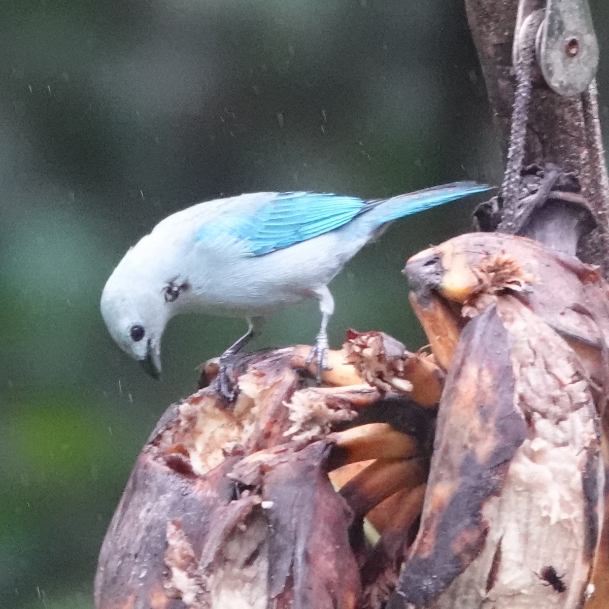 Blue-gray Tanager - Jana Lagan