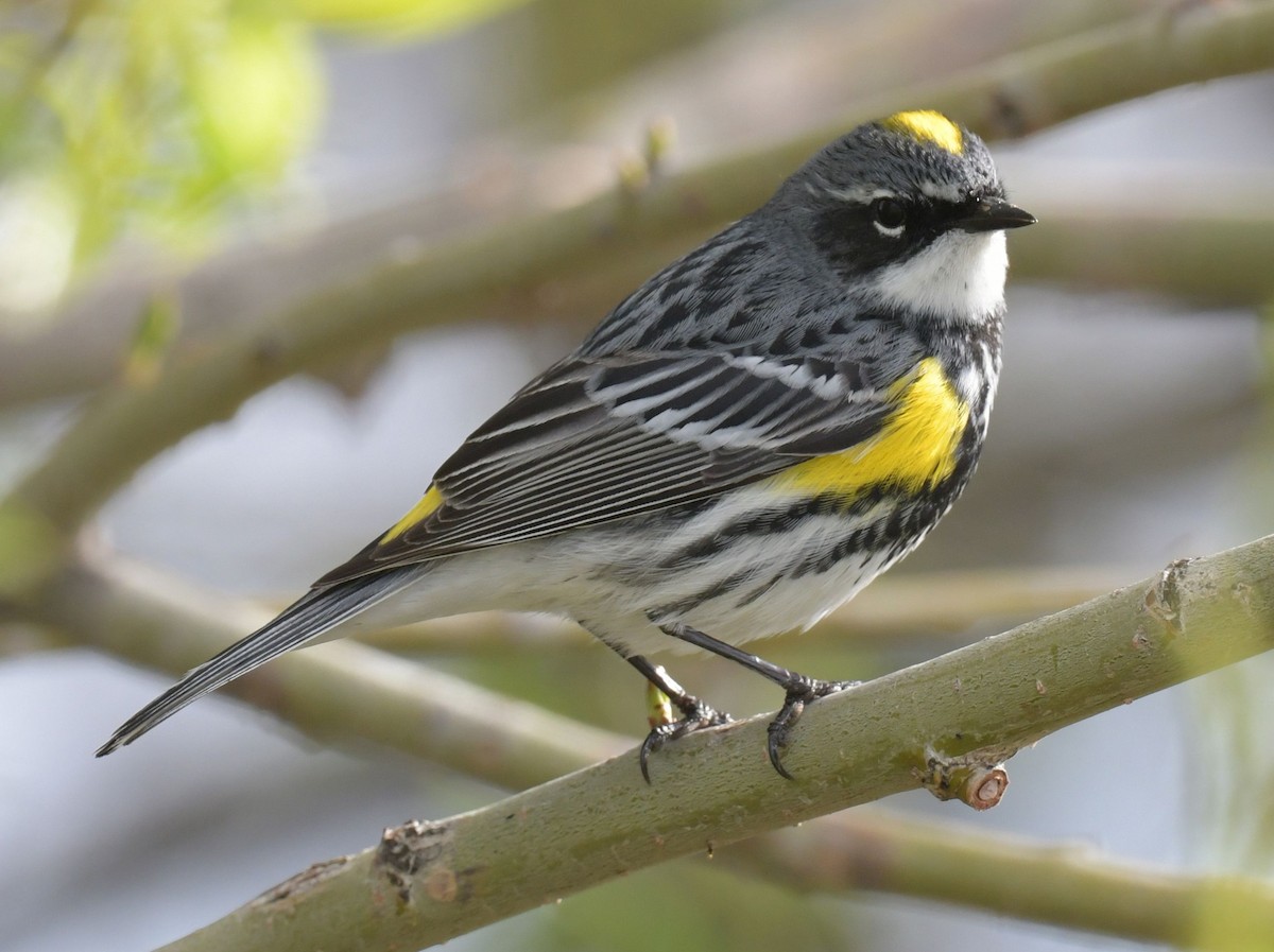 Yellow-rumped Warbler - ML618163573