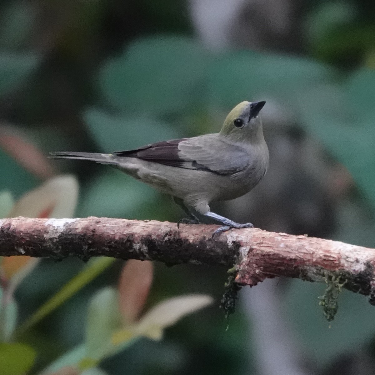 Palm Tanager - Jana Lagan