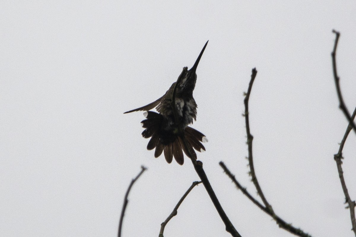 Long-billed Starthroat - Francisco Dubón