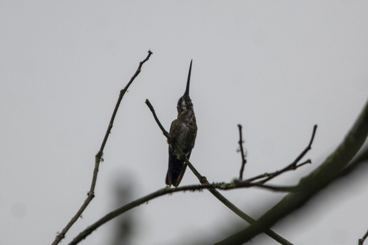 kolibřík hvězdohrdlý - ML618163593