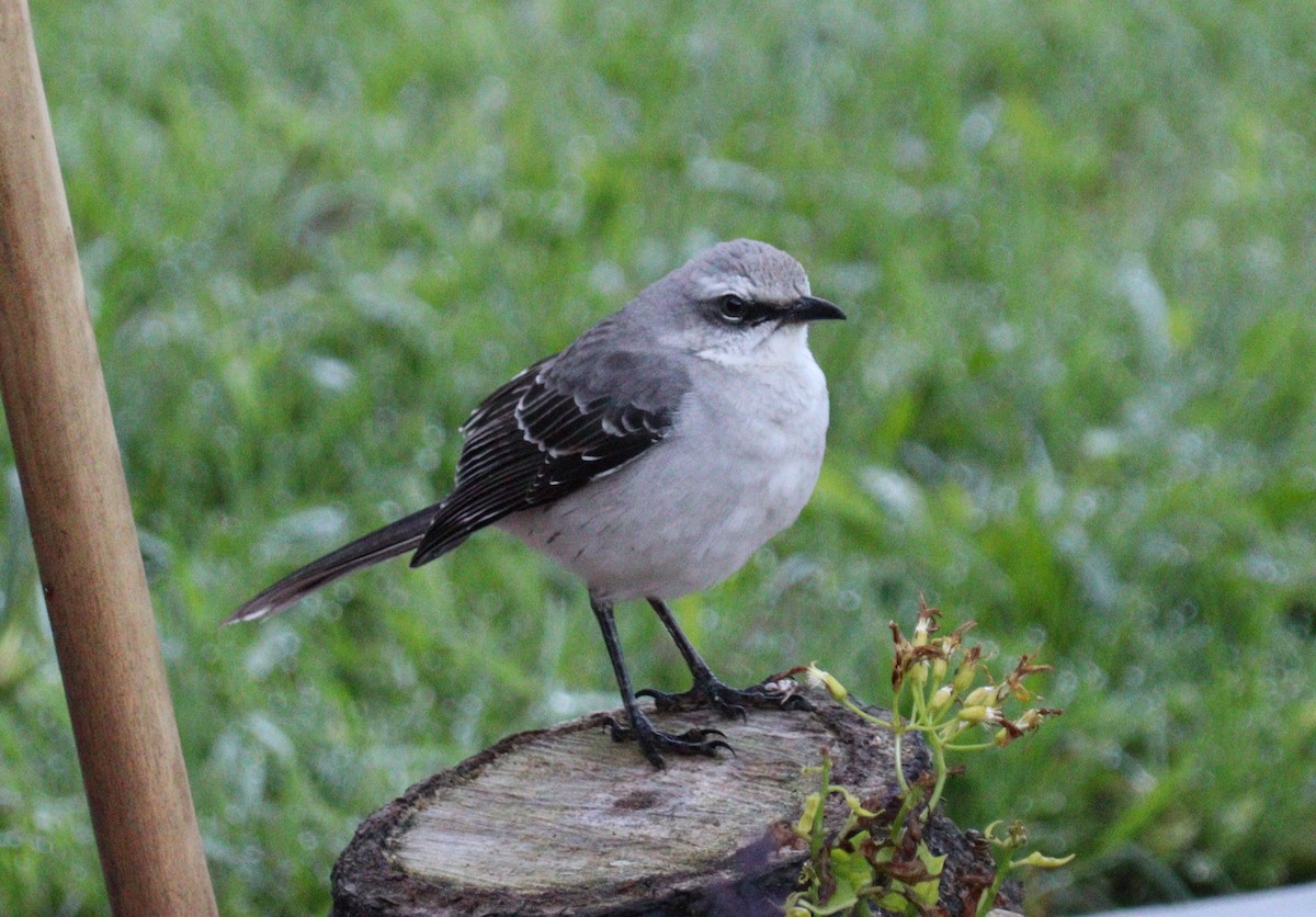 White-throated Tyrannulet - Julio P