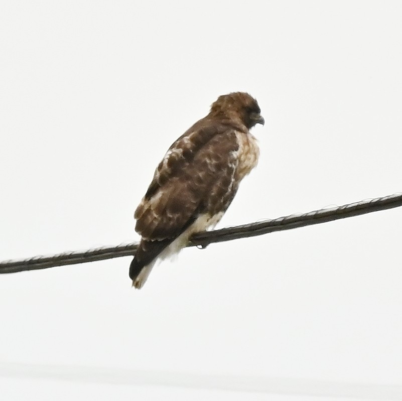 Red-tailed Hawk - Regis Fortin