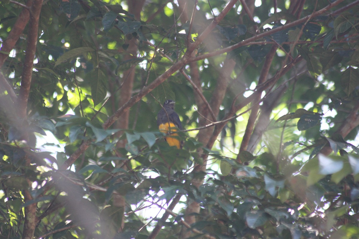 Green-backed Trogon - ML618163620