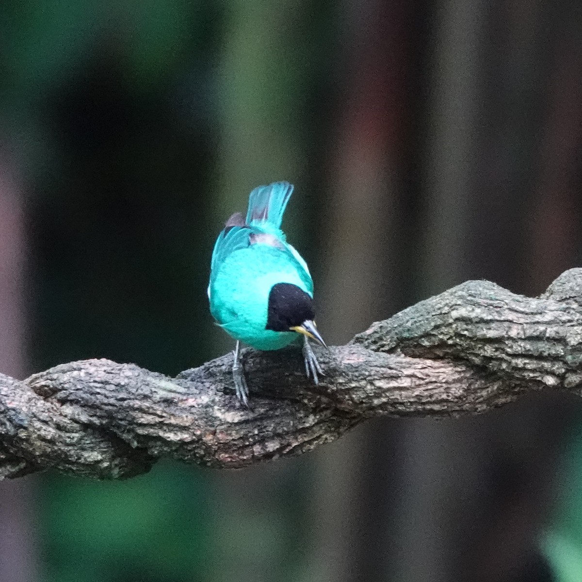 Green Honeycreeper - Jana Lagan