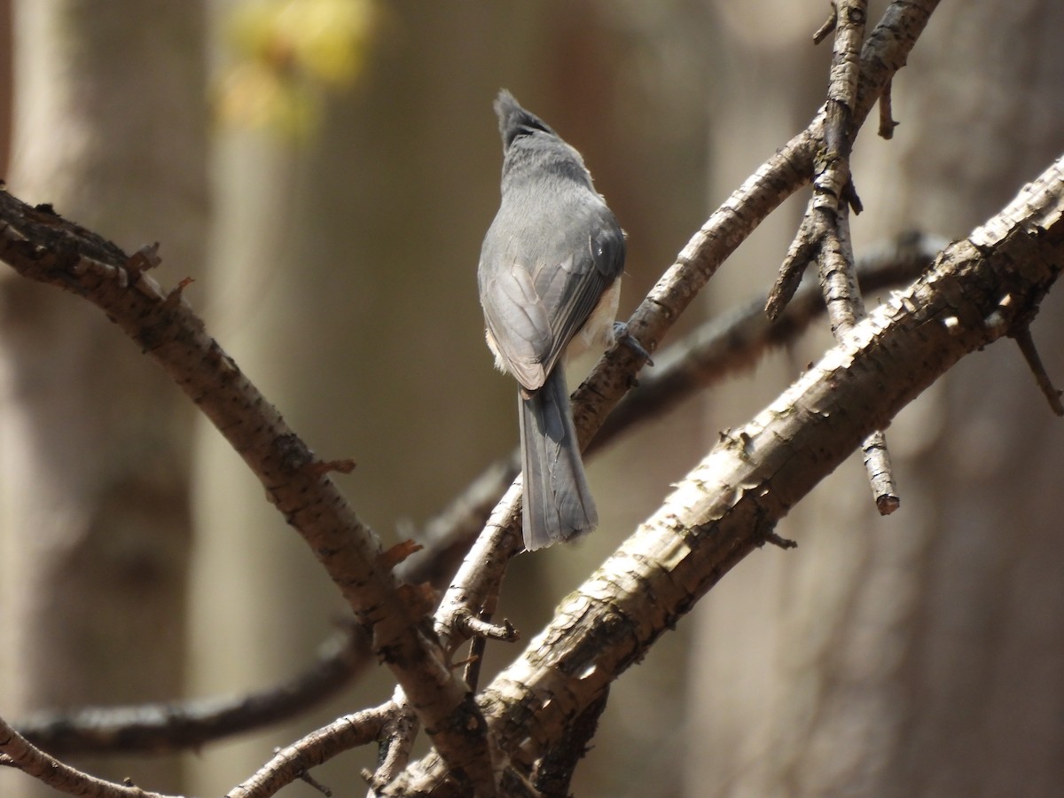 Tufted Titmouse - Alexander R