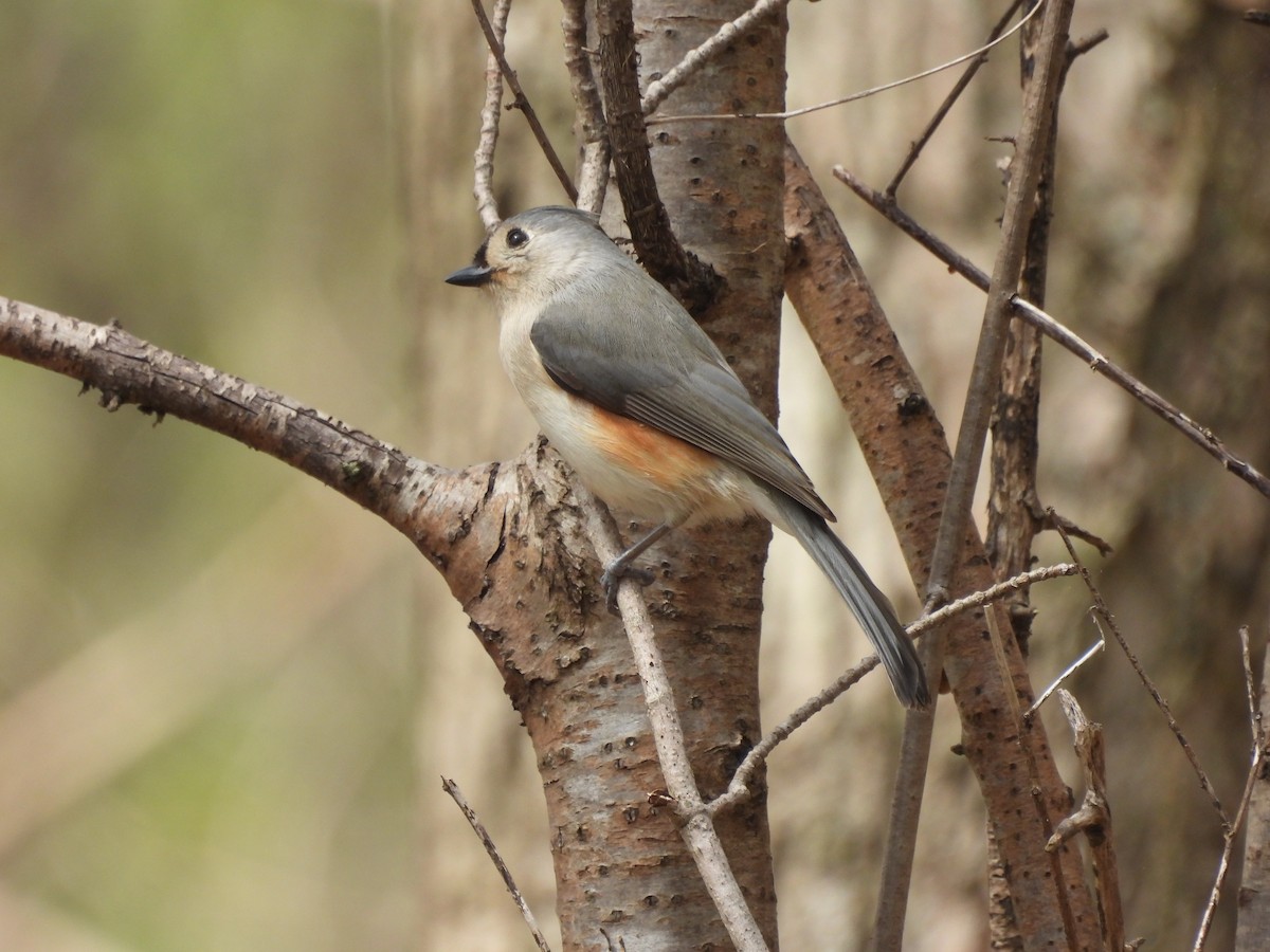 Tufted Titmouse - Alexander R