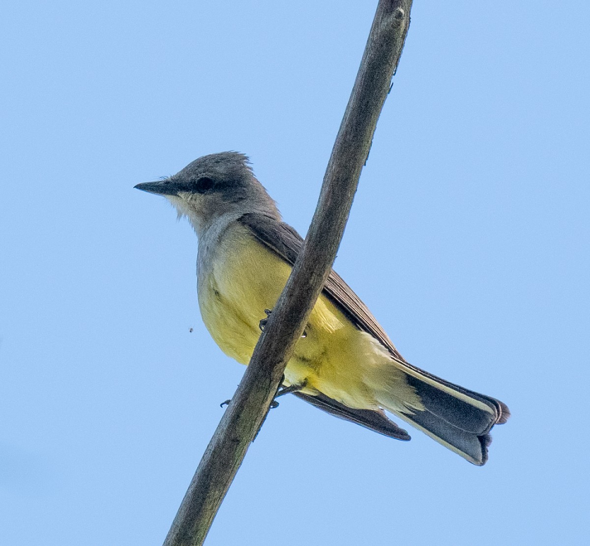 Western Kingbird - Annie Flower