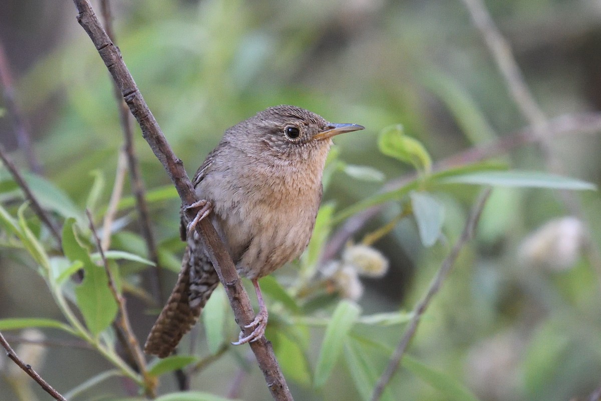 House Wren - Shane Carroll