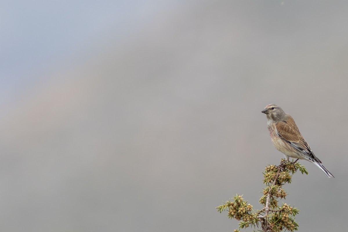 Eurasian Linnet - Volkan Donbaloglu