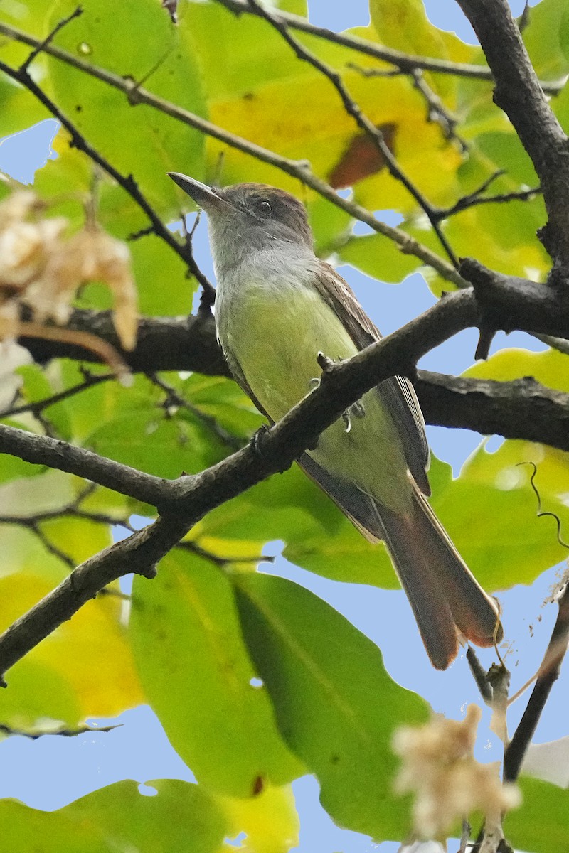 Brown-crested Flycatcher - Alan Lenk