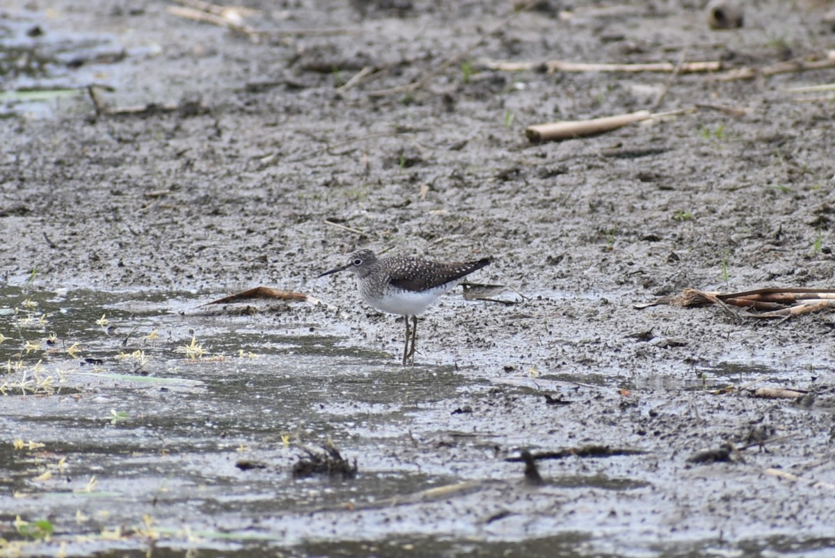 Solitary Sandpiper - Parker Bradley