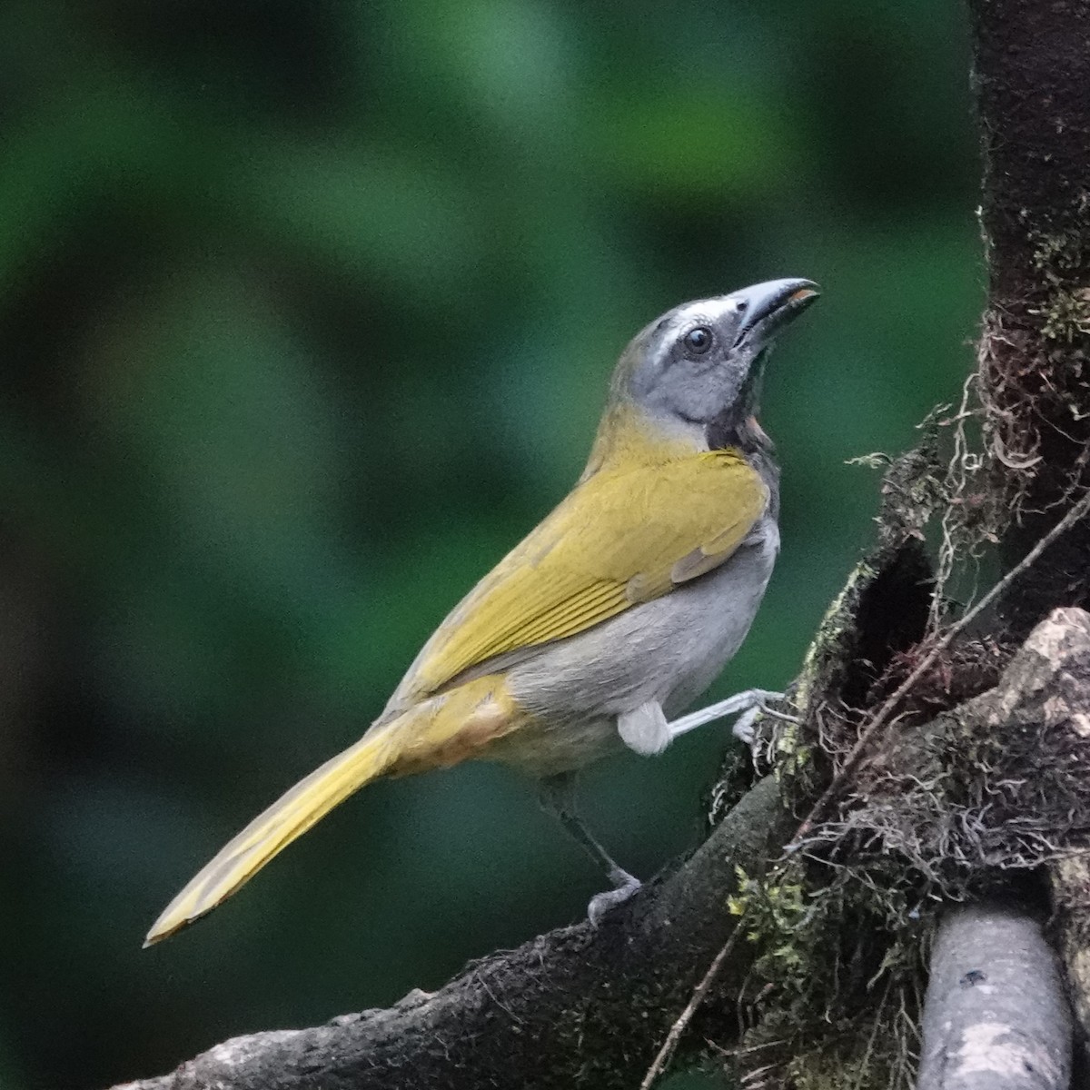 Buff-throated Saltator - Jana Lagan