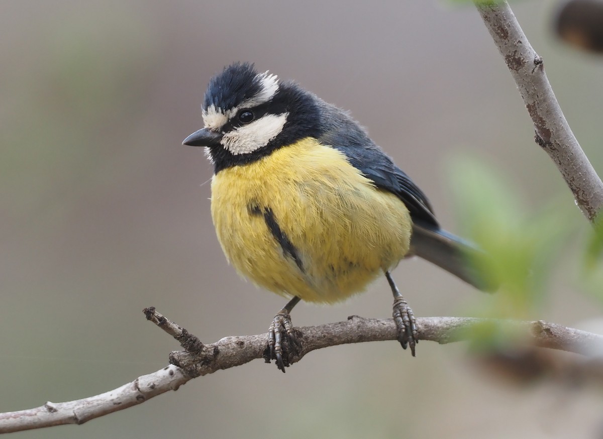 African Blue Tit - ML618163676