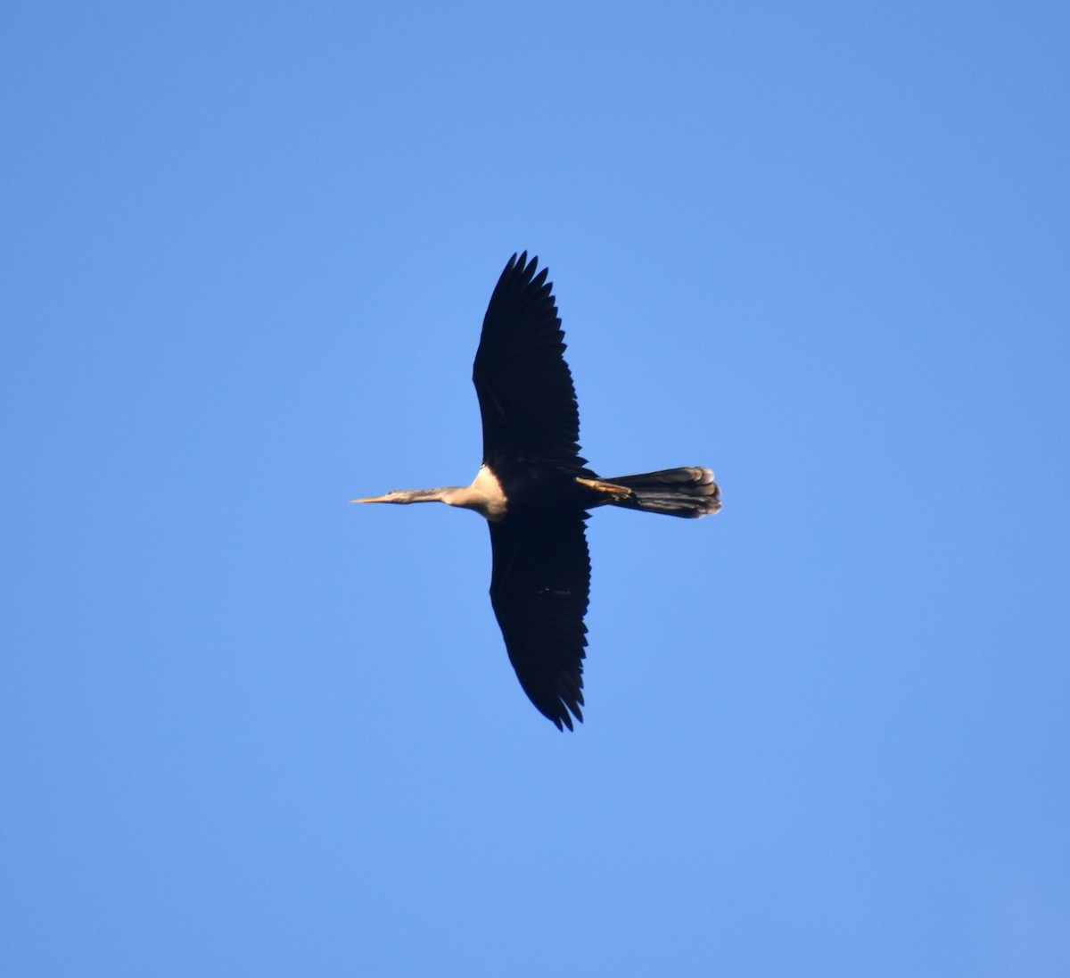 Anhinga - Duncan  Fraser