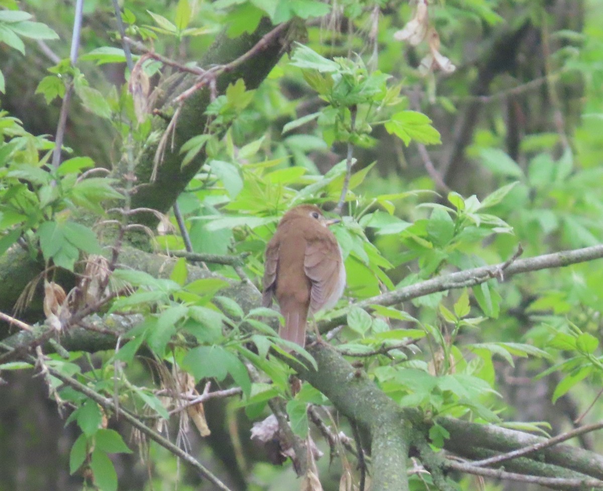 Veery - Mary Guell