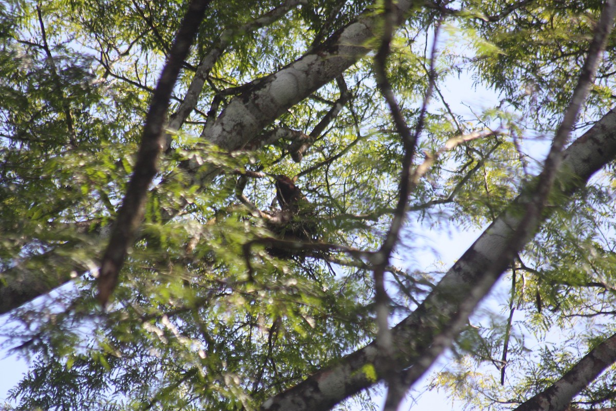 Rufescent Tiger-Heron - ML618163706