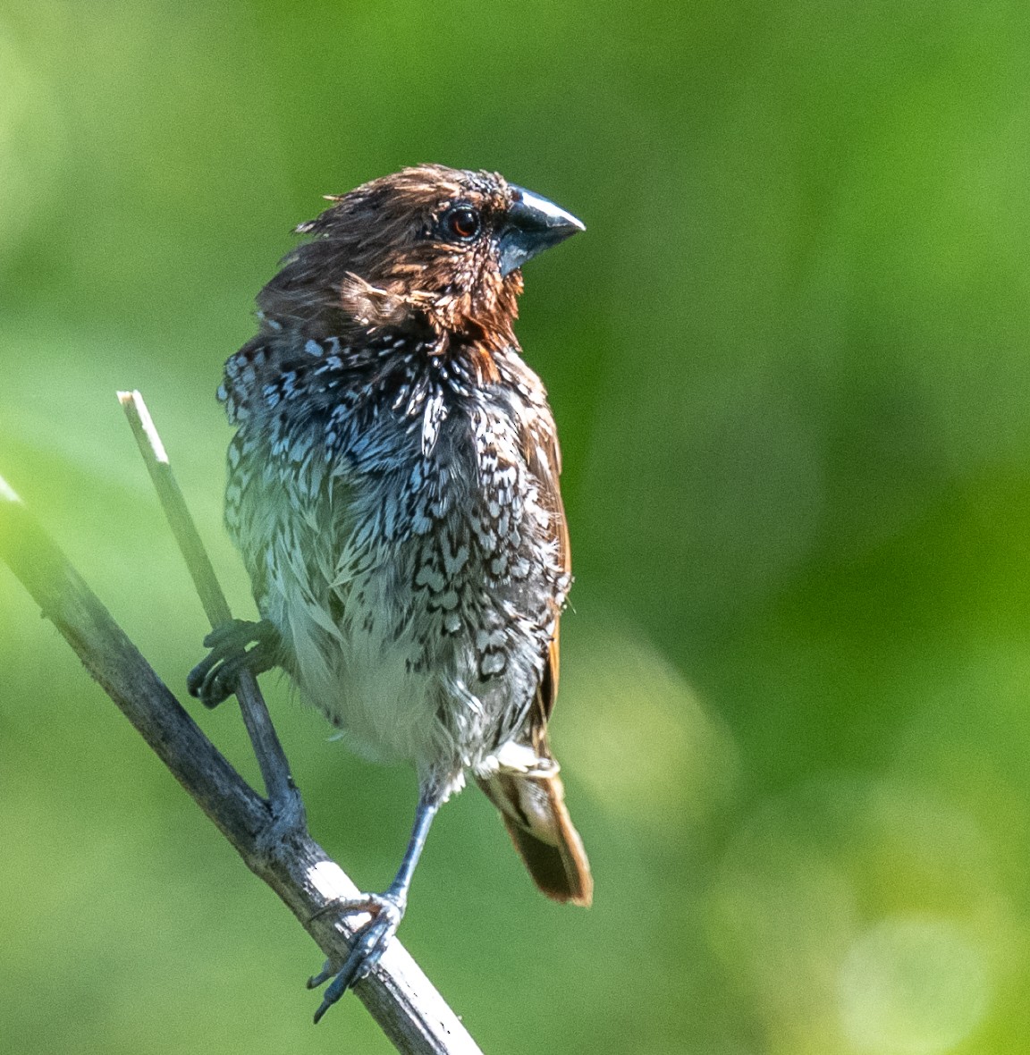 Scaly-breasted Munia - Annie Flower