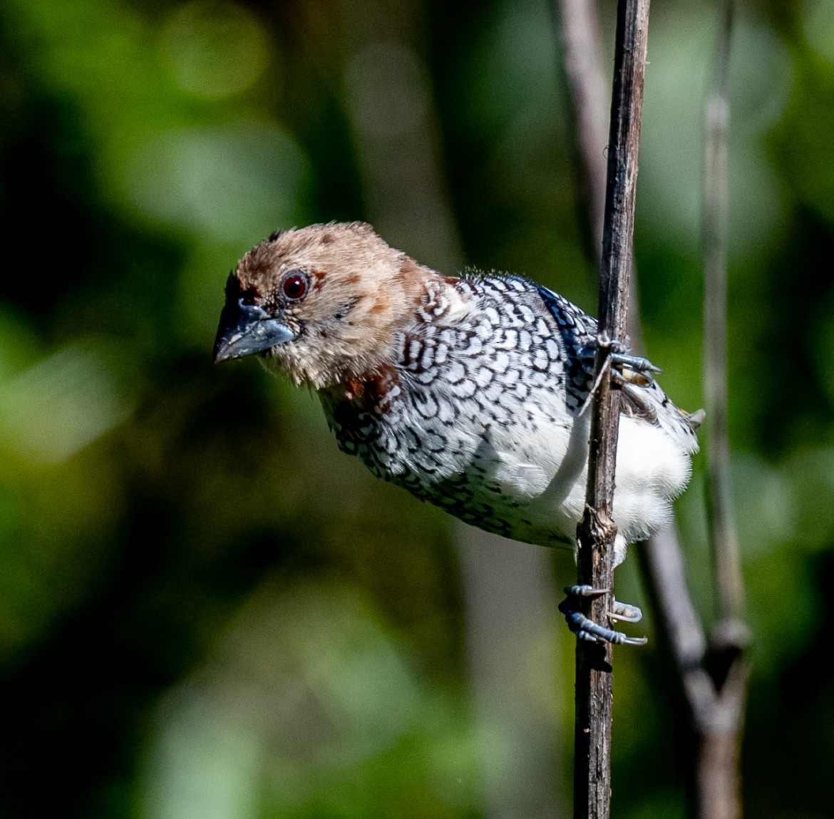 Scaly-breasted Munia - Annie Flower