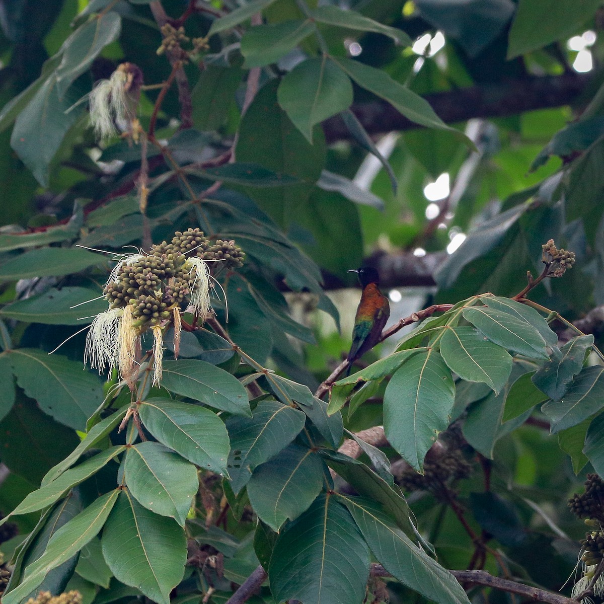 Colibrí Ígneo - ML618163715