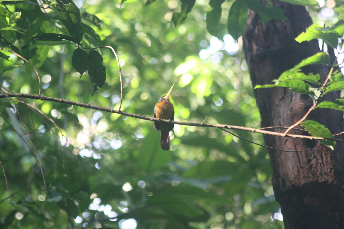 Jacamar à joues bleues - ML618163725